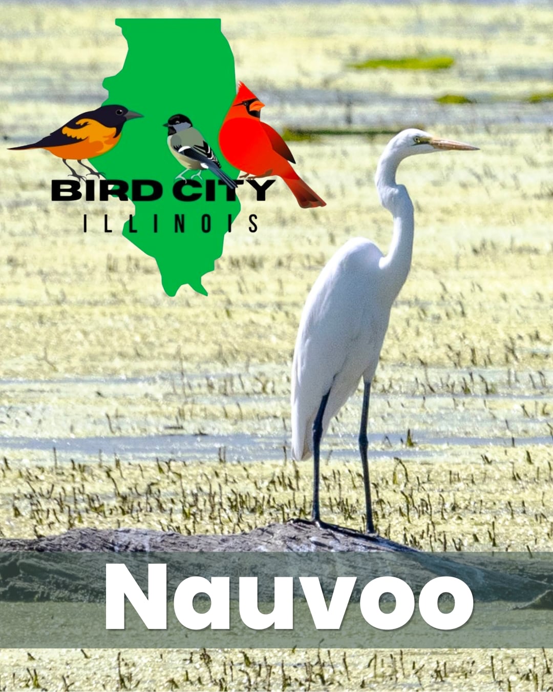 Nauvoo Bird City