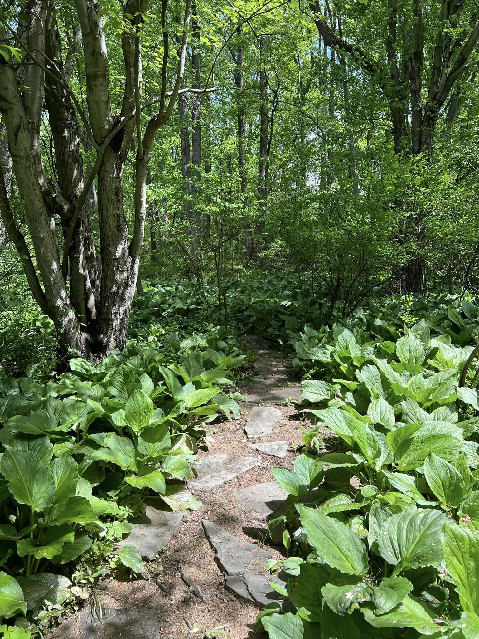 Franklin Woodland Trails nature path near Main Street